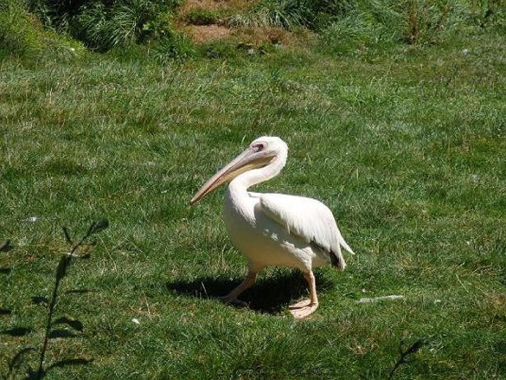 101PARC AUX OISEAUX DANS L AIN 2016 1_000025.jpg